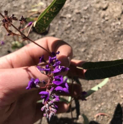 Hardenbergia violacea (False Sarsaparilla) at Wyndham, NSW - 6 Sep 2021 by Edwardkenway674r
