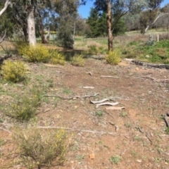 Acacia dawsonii (Dawson's Wattle) at Yarralumla, ACT - 7 Sep 2021 by grakymhirth@tpg.com