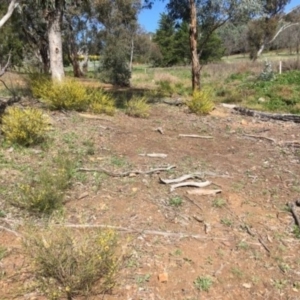 Acacia dawsonii at Yarralumla, ACT - 7 Sep 2021