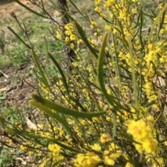 Acacia dawsonii at Yarralumla, ACT - 7 Sep 2021