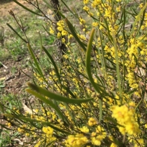 Acacia dawsonii at Yarralumla, ACT - 7 Sep 2021 11:16 AM