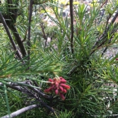 Grevillea rosmarinifolia subsp. rosmarinifolia (Rosemary Grevillea) at Stirling Park - 11 Aug 2021 by grakymhirth@tpg.com