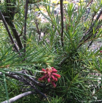 Grevillea rosmarinifolia subsp. rosmarinifolia (Rosemary Grevillea) at Yarralumla, ACT - 11 Aug 2021 by grakymhirth@tpg.com