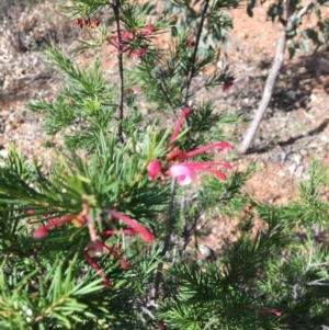 Grevillea rosmarinifolia subsp. rosmarinifolia at Yarralumla, ACT - 11 Aug 2021