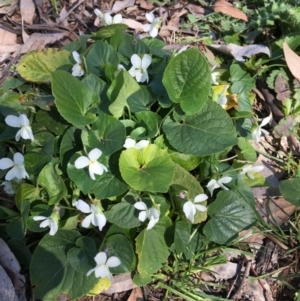 Viola odorata at Yarralumla, ACT - 11 Aug 2021 12:04 PM