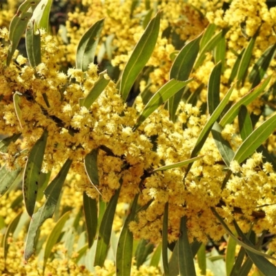 Acacia rubida (Red-stemmed Wattle, Red-leaved Wattle) at Melrose - 7 Sep 2021 by JohnBundock