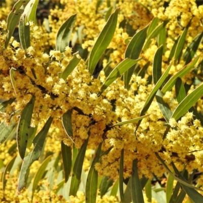 Acacia rubida (Red-stemmed Wattle, Red-leaved Wattle) at Old Tuggeranong TSR - 7 Sep 2021 by JohnBundock