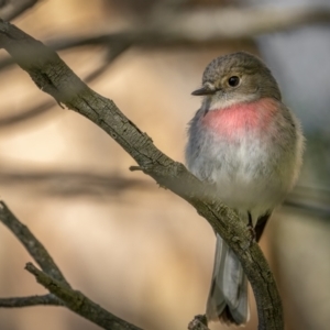 Petroica rosea at Majura, ACT - 6 Sep 2021