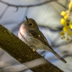 Petroica rosea at Majura, ACT - 6 Sep 2021