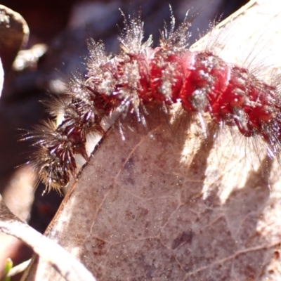 Amata (genus) (Handmaiden Moth) at Black Mountain - 6 Sep 2021 by AnneG1