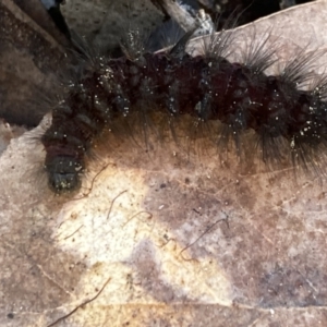 Amata (genus) at Downer, ACT - 6 Sep 2021