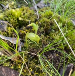 Pterostylis nutans at Aranda, ACT - 7 Sep 2021