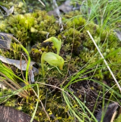 Pterostylis nutans (Nodding Greenhood) at Aranda, ACT - 7 Sep 2021 by AJB