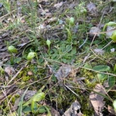 Pterostylis nutans at Aranda, ACT - suppressed