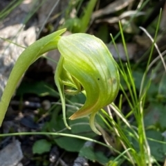 Pterostylis nutans at Aranda, ACT - 7 Sep 2021