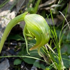 Pterostylis nutans at Aranda, ACT - 7 Sep 2021