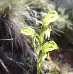 Bunochilus umbrinus (ACT) = Pterostylis umbrina (NSW) (Broad-sepaled Leafy Greenhood) by AnneG1