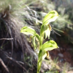 Bunochilus umbrinus (Broad-sepaled Leafy Greenhood) at Acton, ACT - 6 Sep 2021 by AnneG1