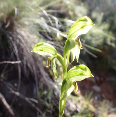 Bunochilus umbrinus (ACT) = Pterostylis umbrina (NSW) (Broad-sepaled Leafy Greenhood) at Point 5821 by AnneG1