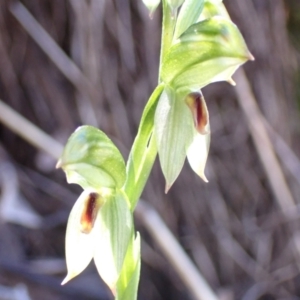 Bunochilus umbrinus (ACT) = Pterostylis umbrina (NSW) at suppressed - 6 Sep 2021