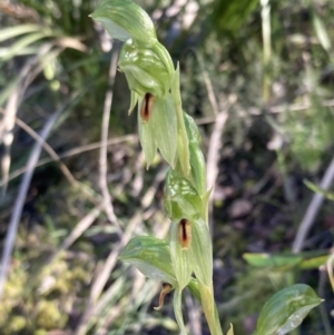 Bunochilus umbrinus (ACT) = Pterostylis umbrina (NSW) at suppressed - 6 Sep 2021