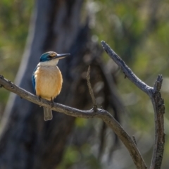 Todiramphus sanctus (Sacred Kingfisher) at Mount Majura - 6 Sep 2021 by trevsci