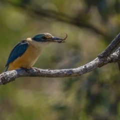 Todiramphus sanctus at Downer, ACT - 6 Sep 2021