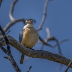 Todiramphus sanctus at Downer, ACT - 6 Sep 2021