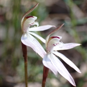 Caladenia fuscata at Acton, ACT - 6 Sep 2021