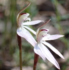 Caladenia fuscata (Dusky fingers) at Acton, ACT - 5 Sep 2021 by AnneG1