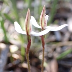 Caladenia fuscata at Acton, ACT - 6 Sep 2021