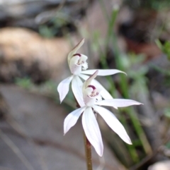 Caladenia fuscata at Acton, ACT - 6 Sep 2021