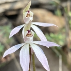 Caladenia fuscata at Acton, ACT - 6 Sep 2021