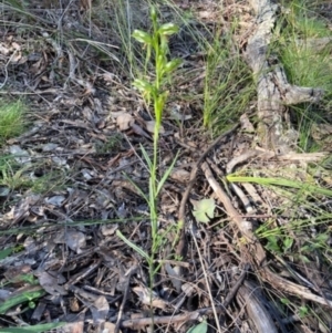 Bunochilus umbrinus (ACT) = Pterostylis umbrina (NSW) at suppressed - 7 Sep 2021