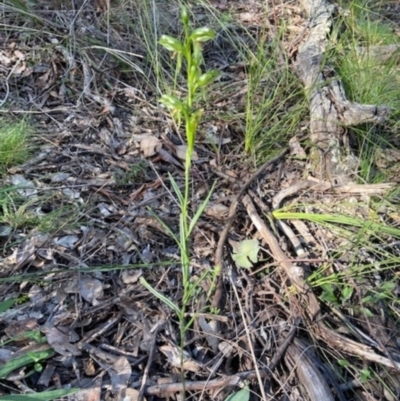 Bunochilus umbrinus (Broad-sepaled Leafy Greenhood) at Aranda, ACT - 7 Sep 2021 by AJB