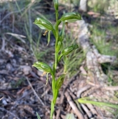 Bunochilus umbrinus (ACT) = Pterostylis umbrina (NSW) at suppressed - 7 Sep 2021