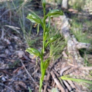 Bunochilus umbrinus (ACT) = Pterostylis umbrina (NSW) at suppressed - 7 Sep 2021