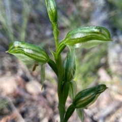 Bunochilus umbrinus (ACT) = Pterostylis umbrina (NSW) at suppressed - 7 Sep 2021