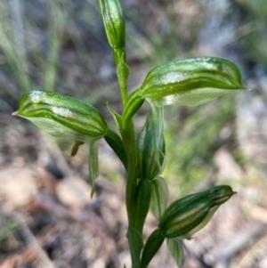 Bunochilus umbrinus at suppressed - 7 Sep 2021