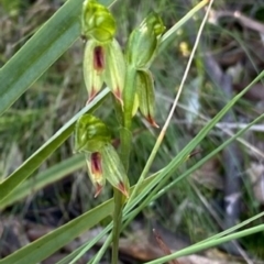 Bunochilus umbrinus (ACT) = Pterostylis umbrina (NSW) at suppressed - 7 Sep 2021