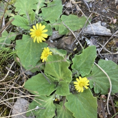 Cymbonotus sp. (preissianus or lawsonianus) (Bears Ears) at Fadden Hills Pond - 7 Sep 2021 by AnneG1