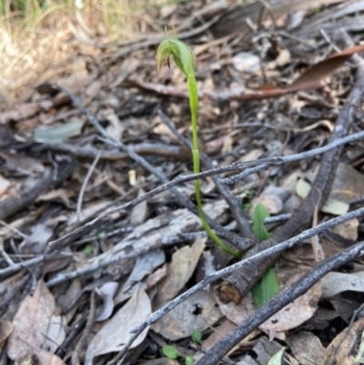 Pterostylis nutans (Nodding Greenhood) at Aranda Bushland - 7 Sep 2021 by AJB