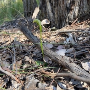 Pterostylis nutans at Aranda, ACT - 7 Sep 2021