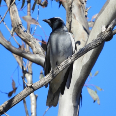 Coracina novaehollandiae (Black-faced Cuckooshrike) at Mount Taylor - 7 Sep 2021 by MatthewFrawley