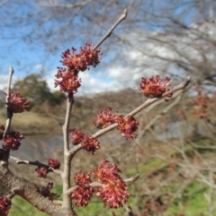 Ulmus procera (English Elm) at Point Hut to Tharwa - 21 Aug 2021 by michaelb