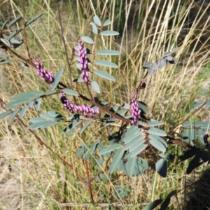 Indigofera australis subsp. australis at Kambah, ACT - 7 Sep 2021