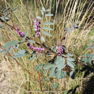 Indigofera australis subsp. australis (Australian Indigo) at Mount Taylor - 7 Sep 2021 by MatthewFrawley