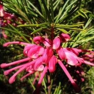 Grevillea rosmarinifolia subsp. rosmarinifolia at Corang, NSW - 8 Sep 2021