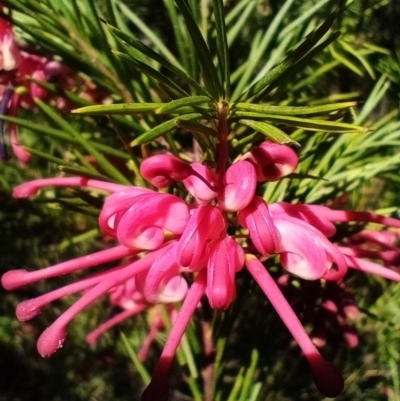 Grevillea rosmarinifolia subsp. rosmarinifolia (Rosemary Grevillea) at Corang, NSW - 8 Sep 2021 by LeonieWood