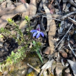 Cyanicula caerulea at Aranda, ACT - suppressed